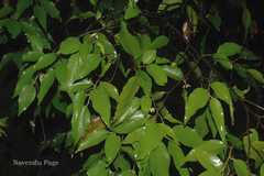 Mitrephora heyneana